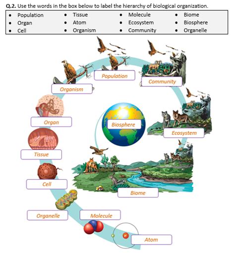 biosphere levels of ecological organization worksheet